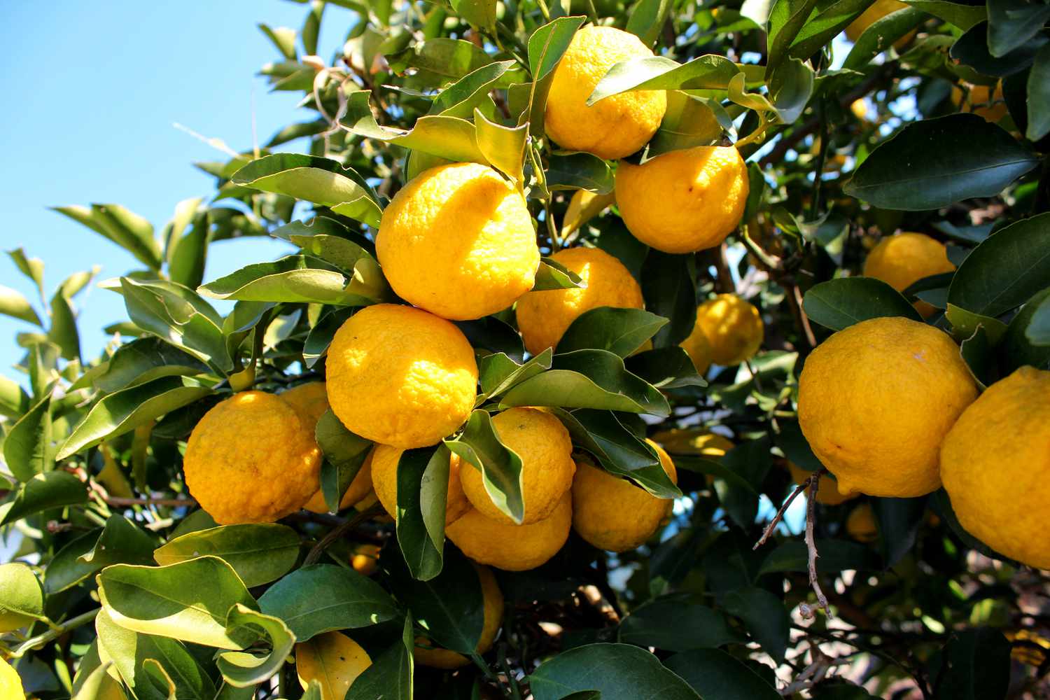27 Fatti Su Yuzu