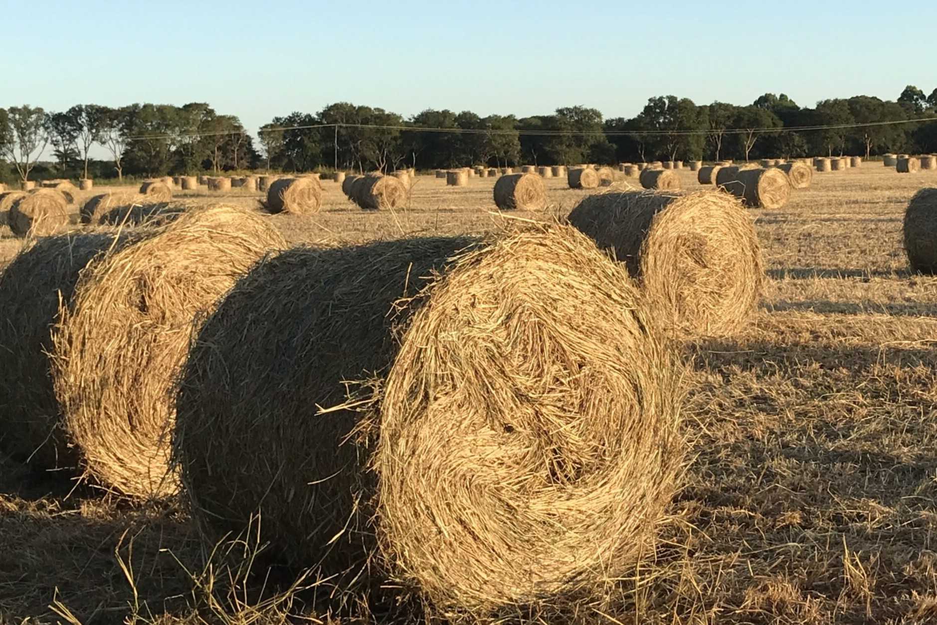 31 Fatti Su Foraggio