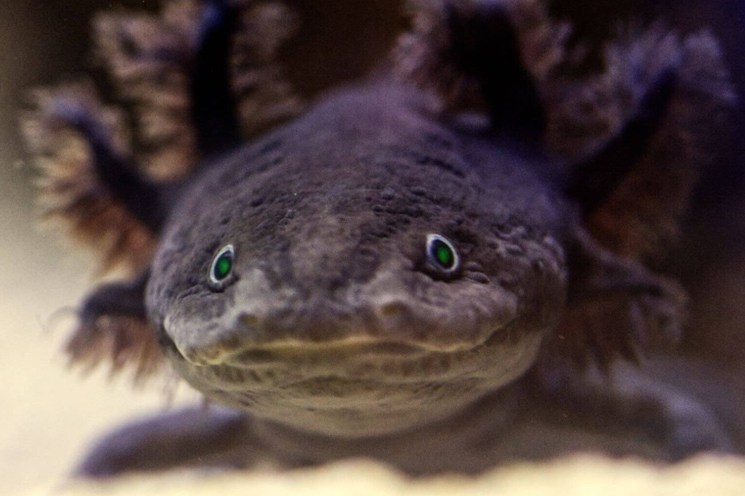 32 Fatti Su Axolotl
