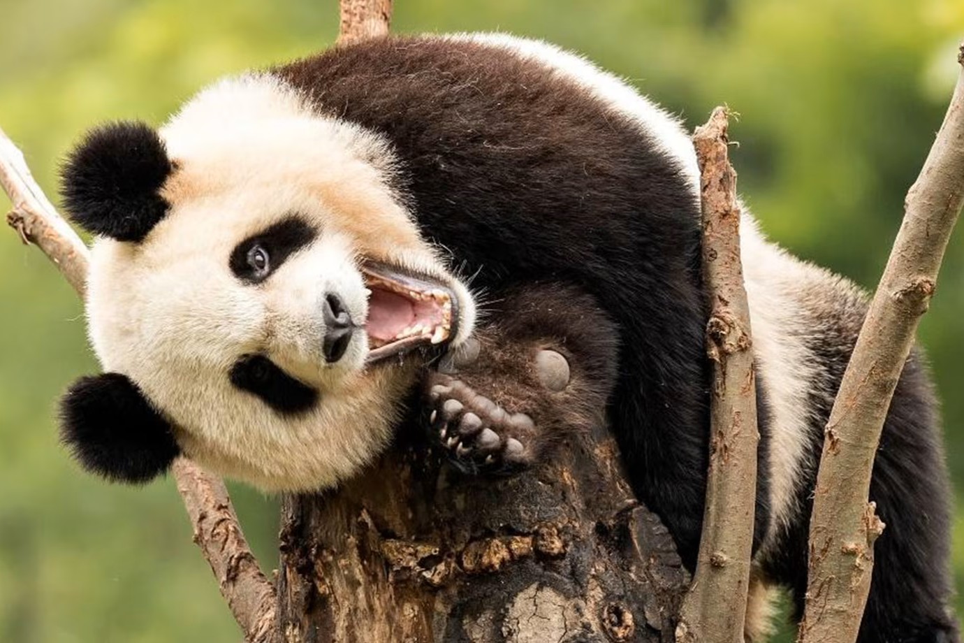 32 Fatti Su Panda