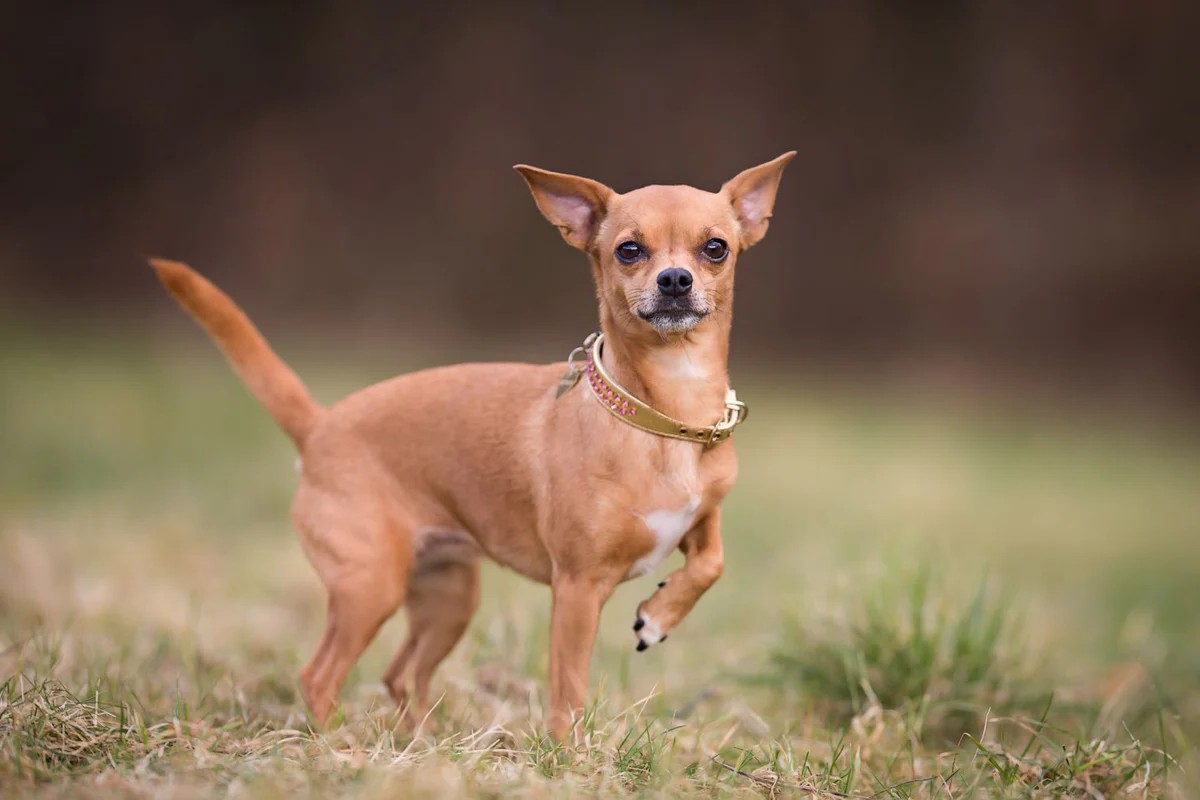 35 Fatti Su Chihuahua