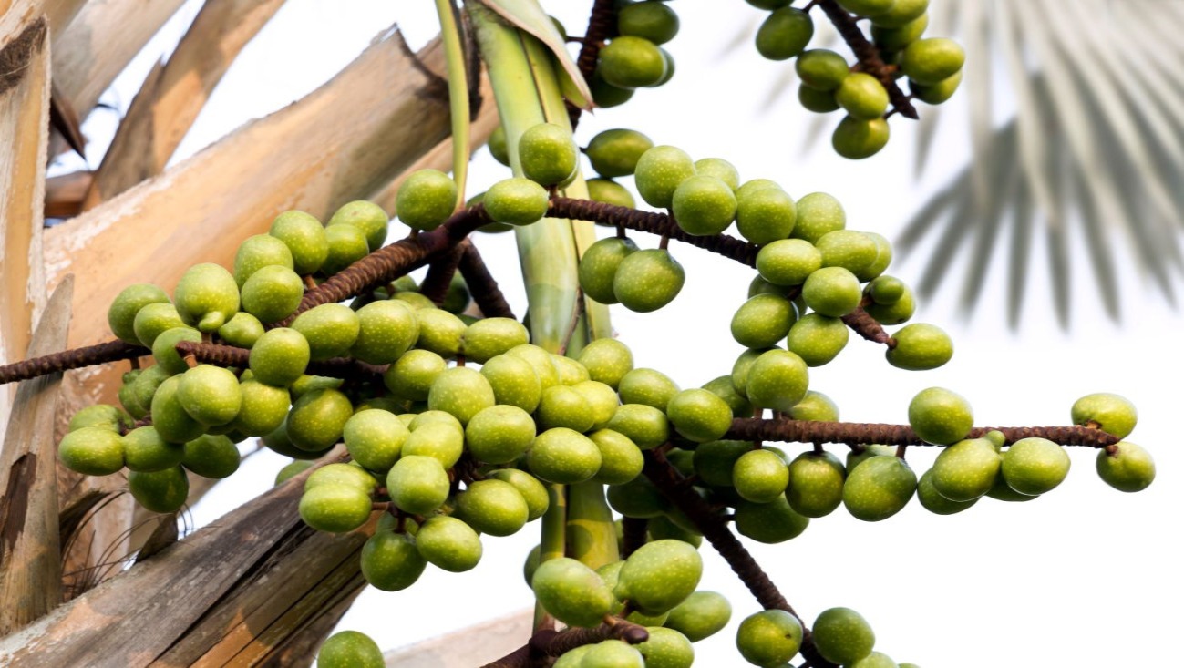 35 Fatti Su Sabal Palmetto