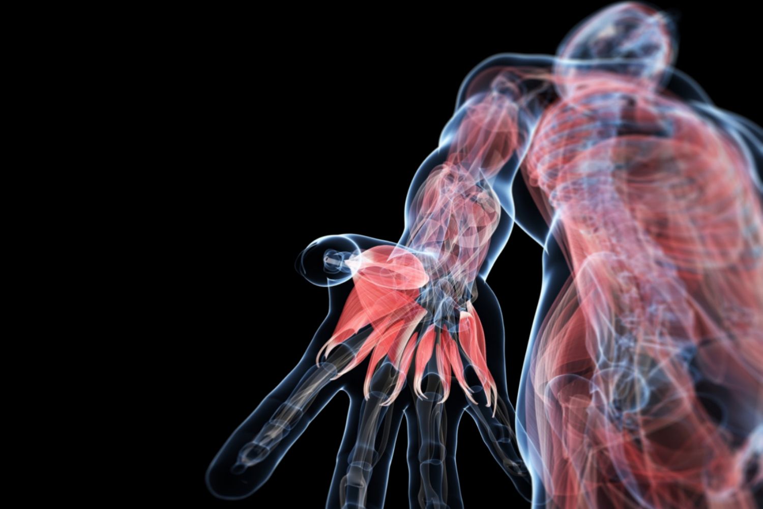 36 Fatti Su Anatomia