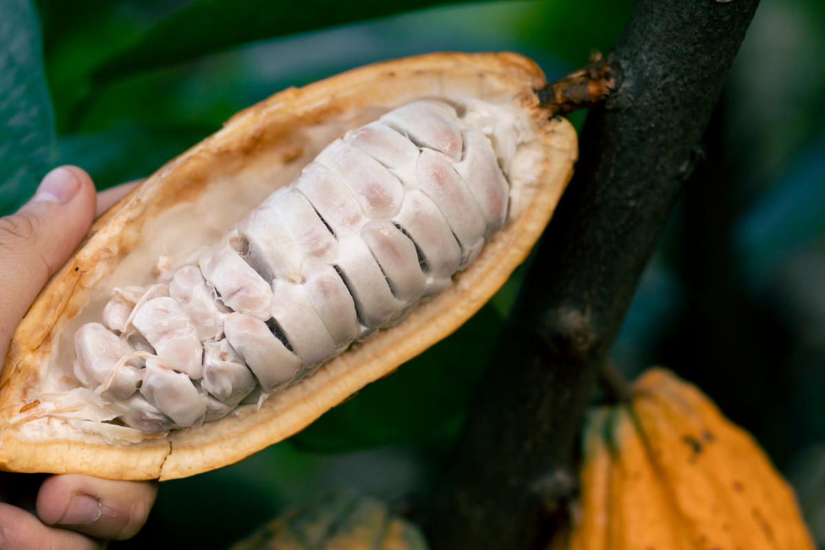 38 Fatti Su Cacao