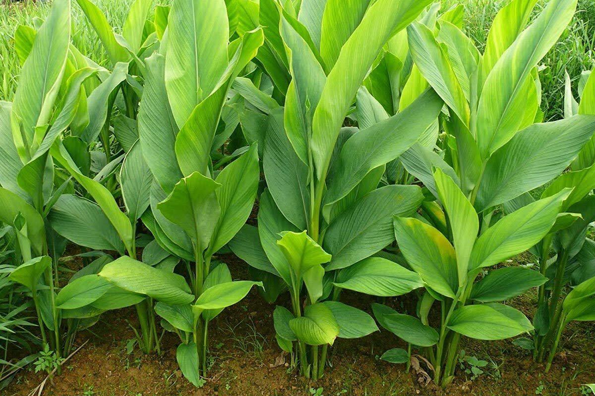 38 Fatti Su Curcuma