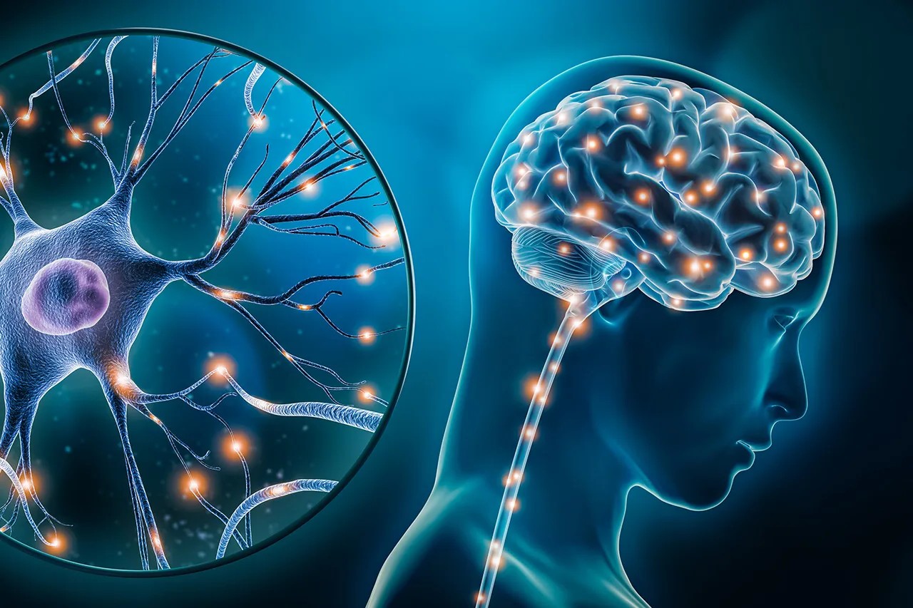 39 Fatti Su Serotonina