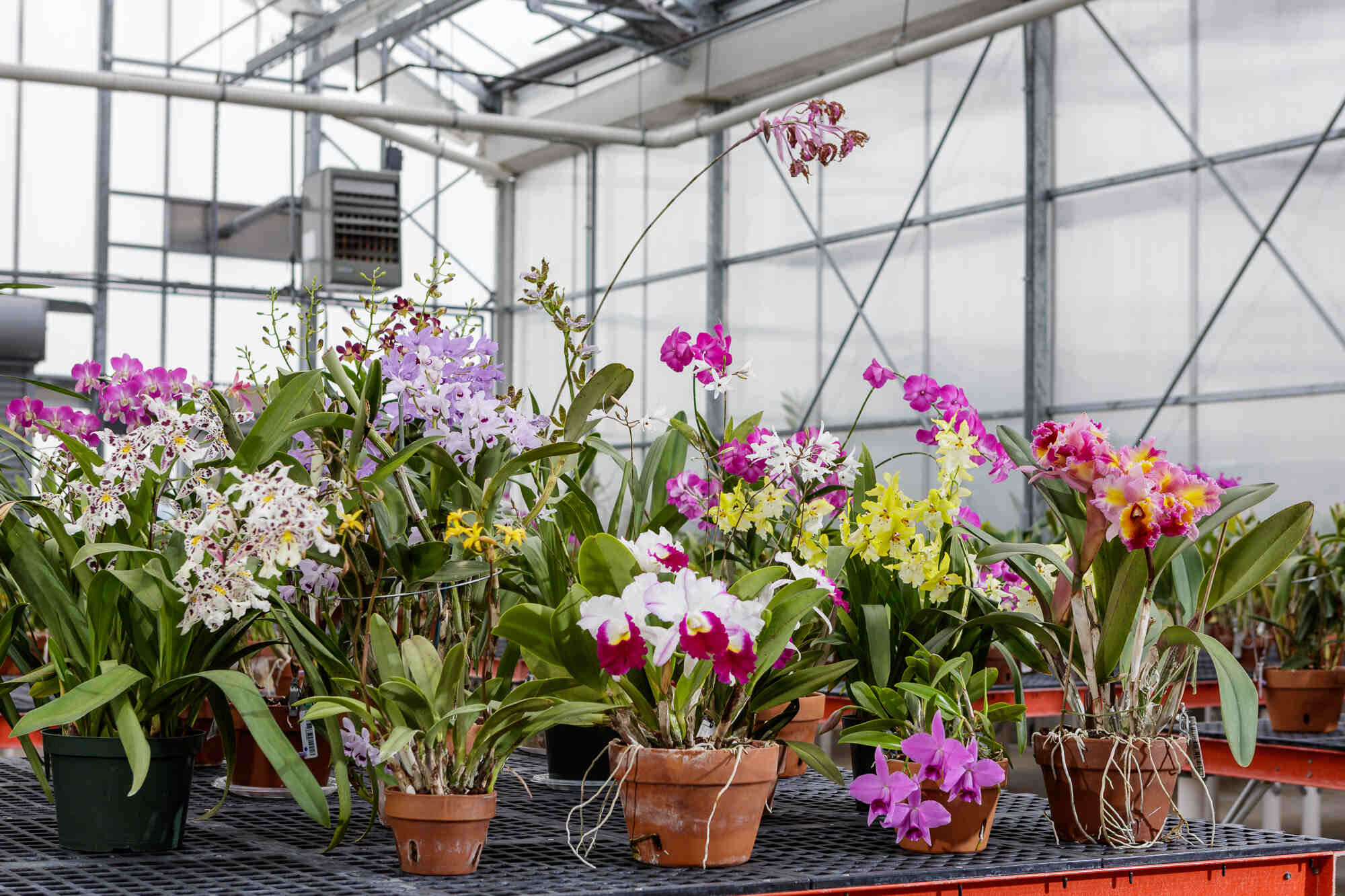 40 Fatti Su Orchidea